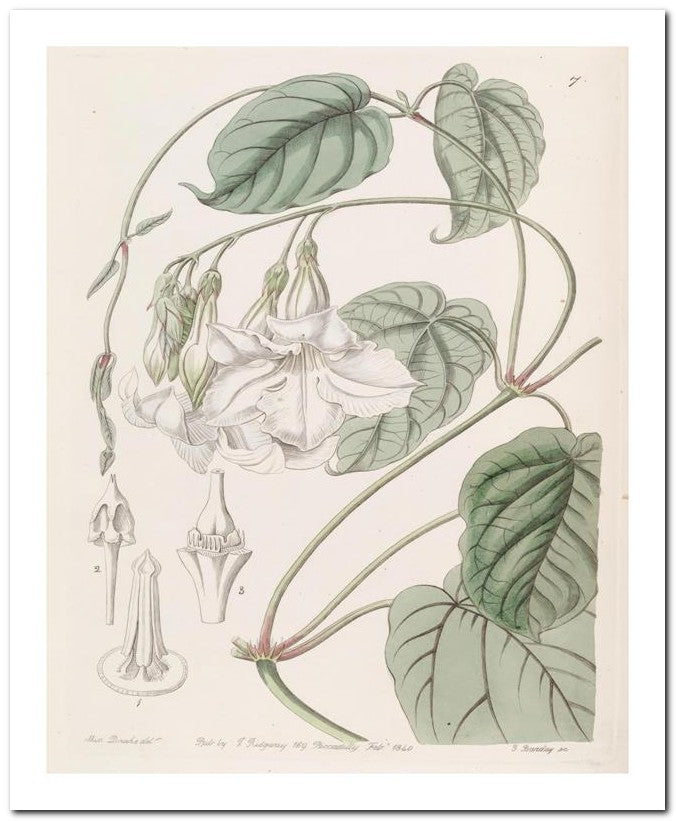 Edward's Botanical Register 8x10 Botanical Art Print 03062500460