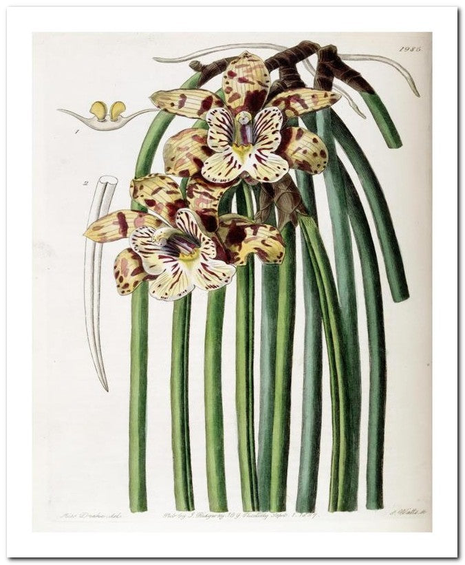 Edward's Botanical Register 8x10 Botanical Art Print 03062500461