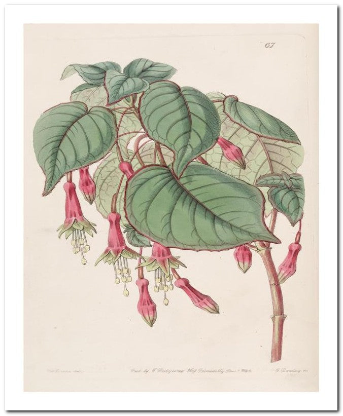 Edward's Botanical Register 8x10 Botanical Art Print 03062500472