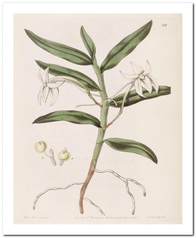 Edward's Botanical Register 8x10 Botanical Art Print 03062500474