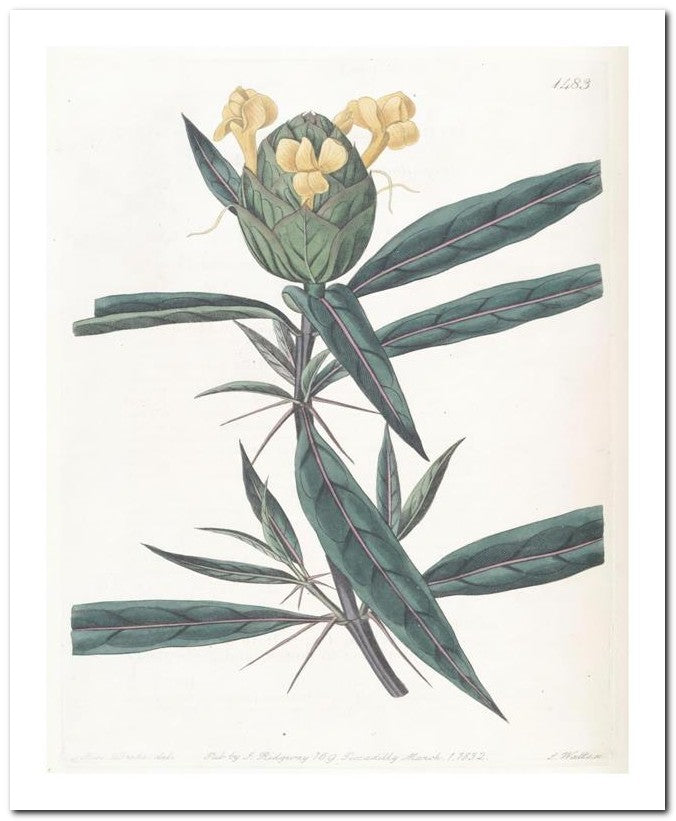 Edward's Botanical Register 8x10 Botanical Art Print 03062500478