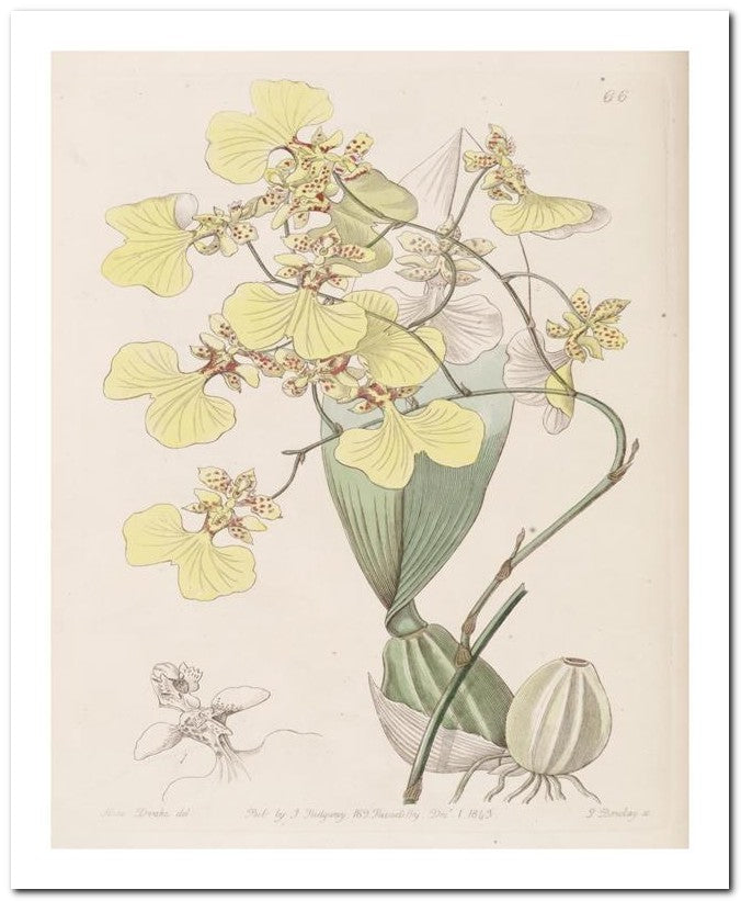 Edward's Botanical Register 8x10 Botanical Art Print 03062500486