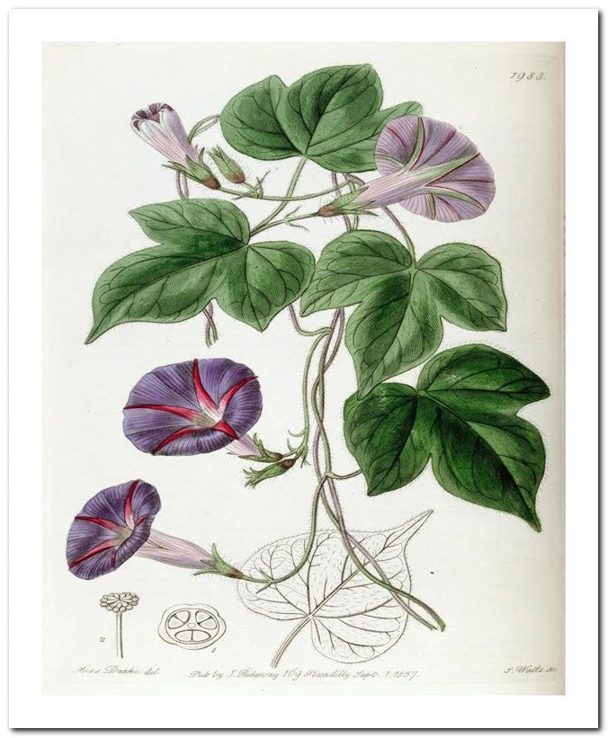 Edward's Botanical Register 8x10 Botanical Art Print 03062500491