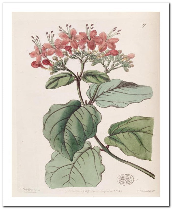 Edward's Botanical Register 8x10 Botanical Art Print 03062500500