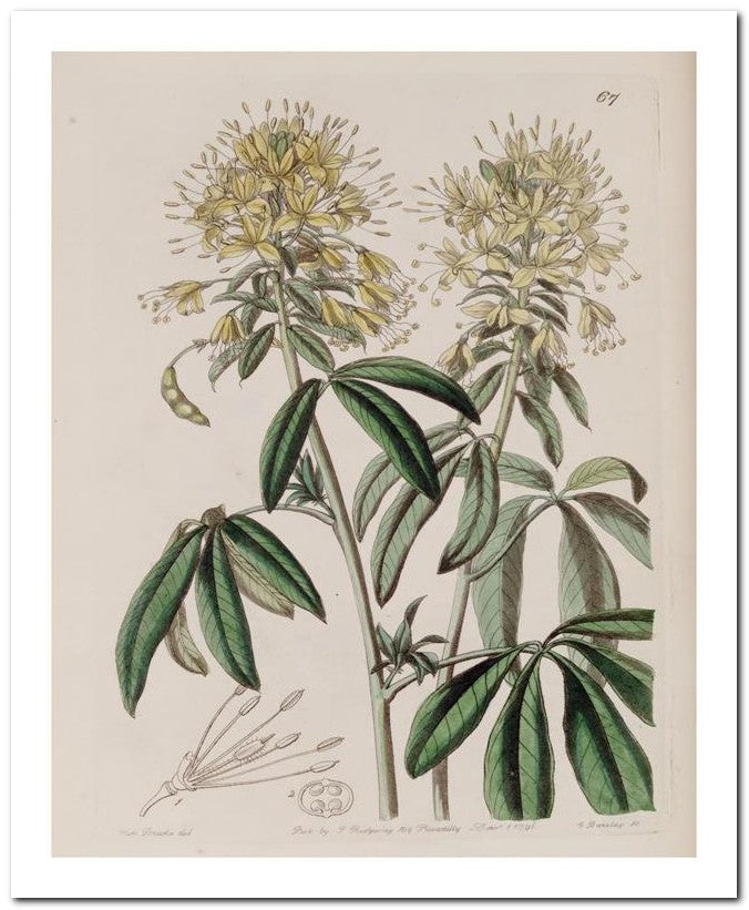 Edward's Botanical Register 8x10 Botanical Art Print 03062500501