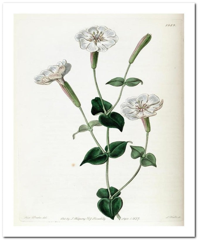Edward's Botanical Register 8x10 Botanical Art Print 03062500505