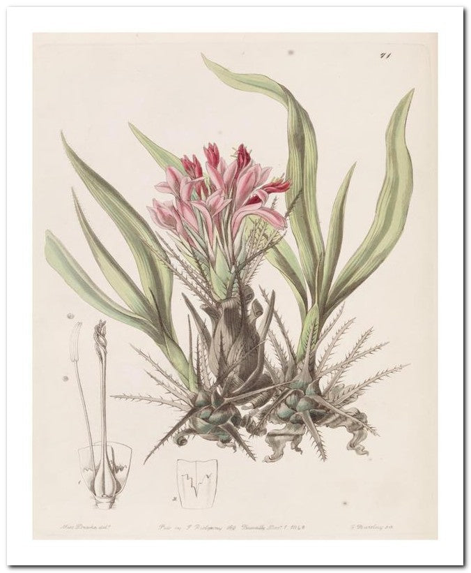 Edward's Botanical Register 8x10 Botanical Art Print 03062500516