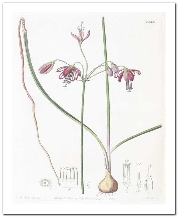 Edward's Botanical Register 8x10 Botanical Art Print 03062500518