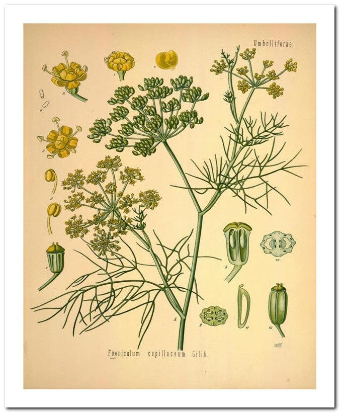 The Flora Homoeopathica 8x10 Botanical Art Print 03062500522