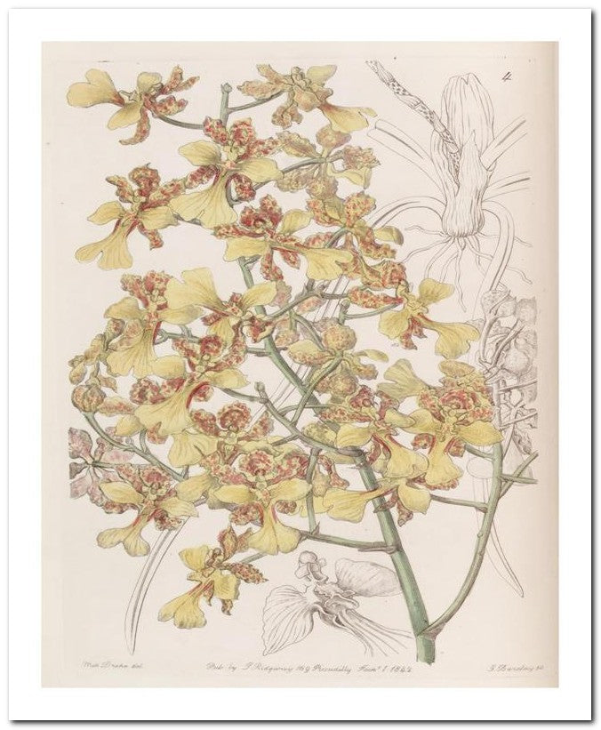 Edward's Botanical Register 8x10 Botanical Art Print 03062500529