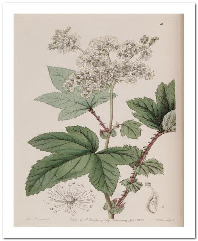 Edward's Botanical Register 8x10 Botanical Art Print 03062500530