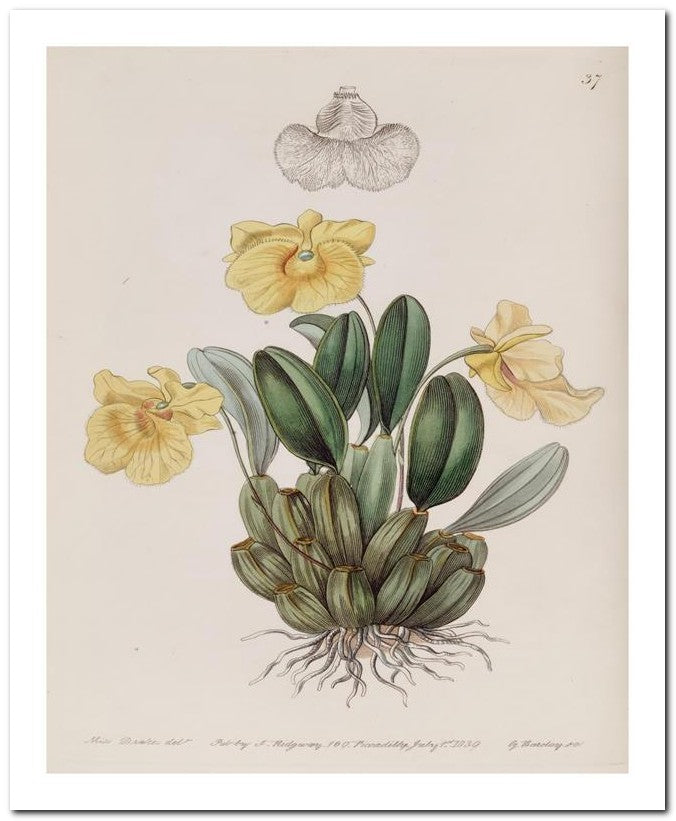 Edward's Botanical Register 8x10 Botanical Art Print 03062500532