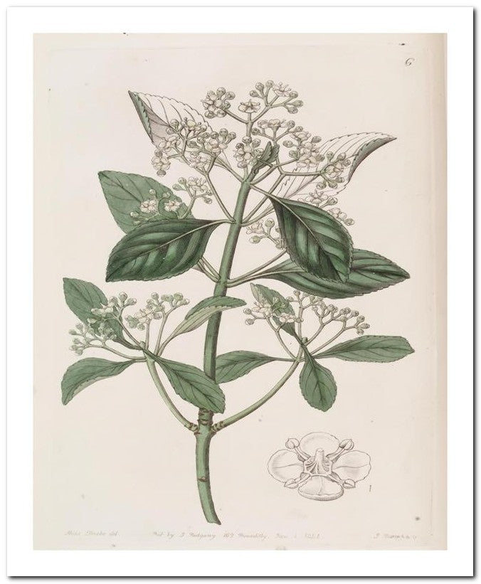 Edward's Botanical Register 8x10 Botanical Art Print 03062500541