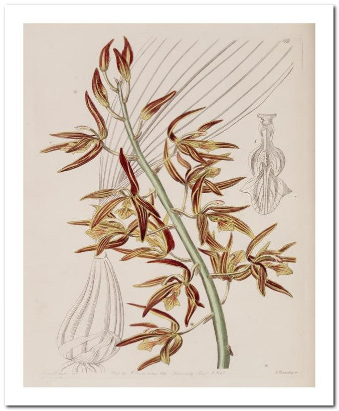 Edward's Botanical Register 8x10 Botanical Art Print 03062500543