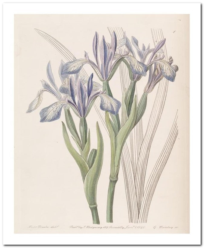 Edward's Botanical Register 8x10 Botanical Art Print 03062500545