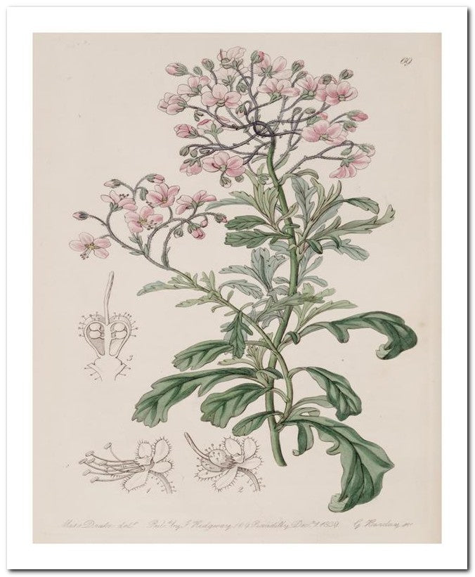 Edward's Botanical Register 8x10 Botanical Art Print 03062500546