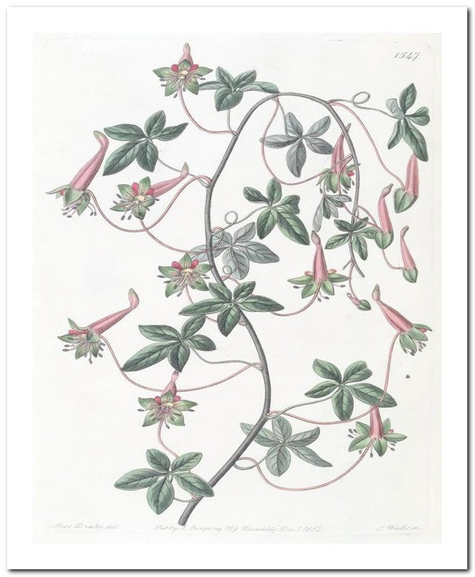 Edward's Botanical Register 8x10 Botanical Art Print 03062500549