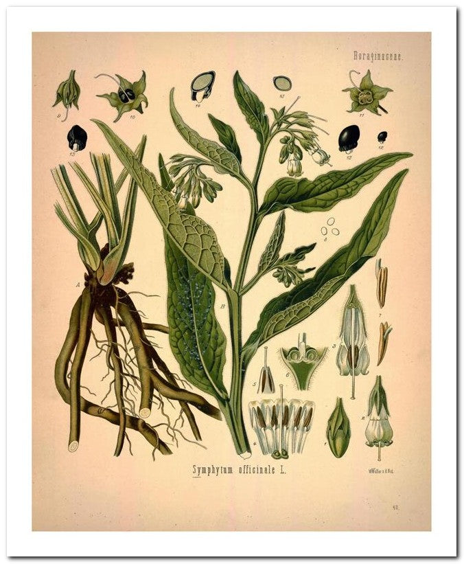 Kohler Medizinal Pflanzen 8x10 Botanical Art Print 03062500552