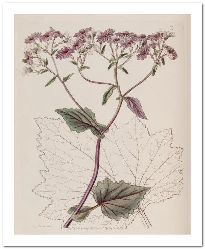 Edward's Botanical Register 8x10 Botanical Art Print 03062500560