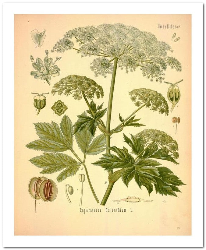 Edward's Botanical Register 8x10 Botanical Art Print 03062500565