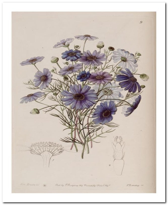 Edward's Botanical Register 8x10 Botanical Art Print 03062500586