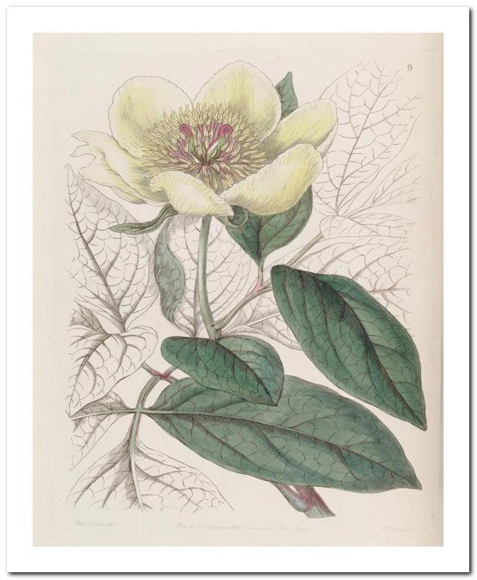 Edward's Botanical Register 8x10 Botanical Art Print 03062500596