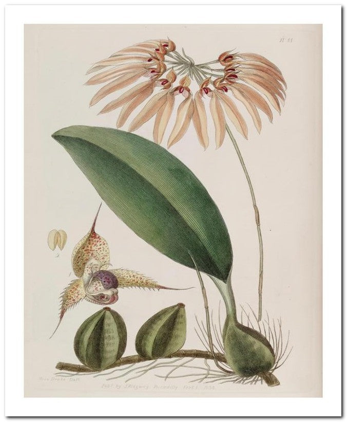 Edward's Botanical Register 8x10 Botanical Art Print 03062500603