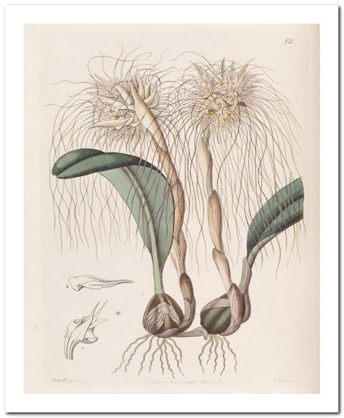 Edward's Botanical Register 8x10 Botanical Art Print 03062500613