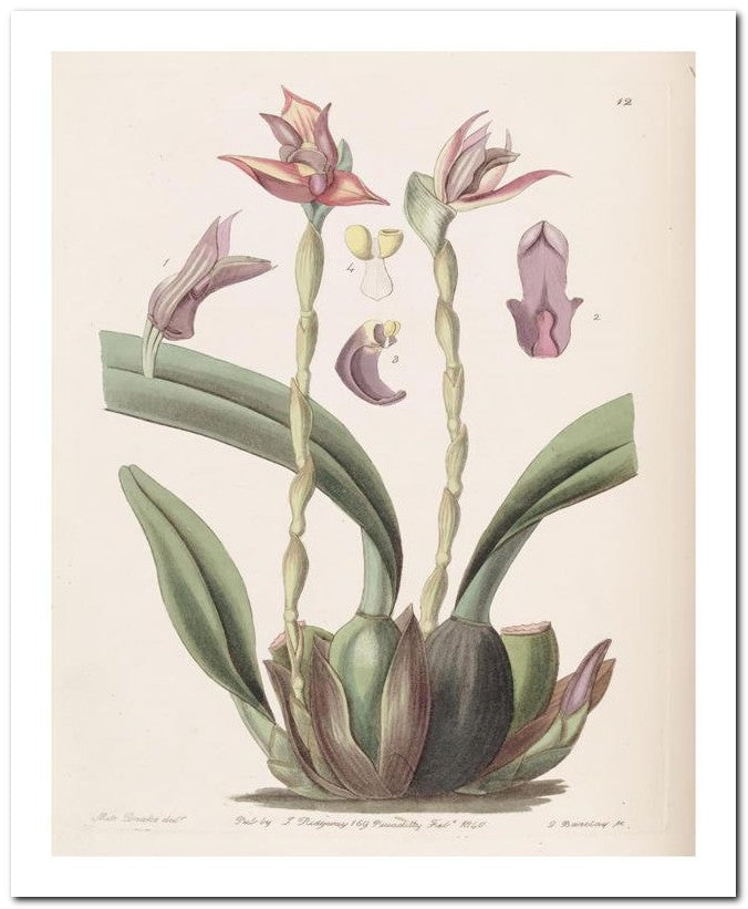 Edward's Botanical Register 8x10 Botanical Art Print 03062500615