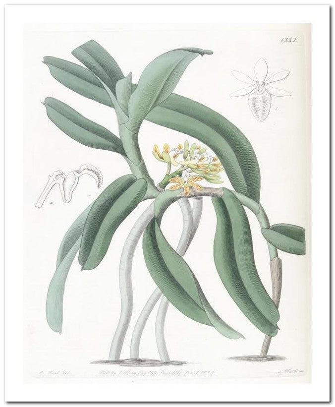 Edward's Botanical Register 8x10 Botanical Art Print 03062500619