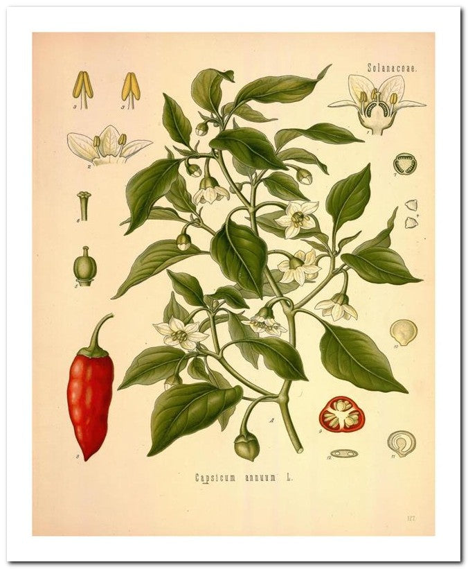 Edward's Botanical Register 8x10 Botanical Art Print 03062500620