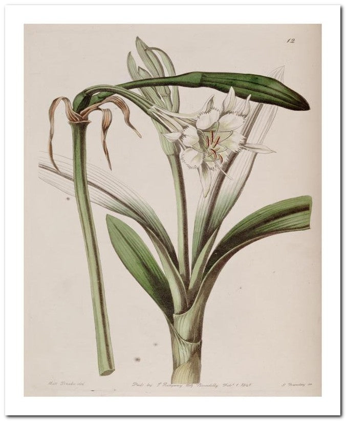 Edward's Botanical Register 8x10 Botanical Art Print 03062500628