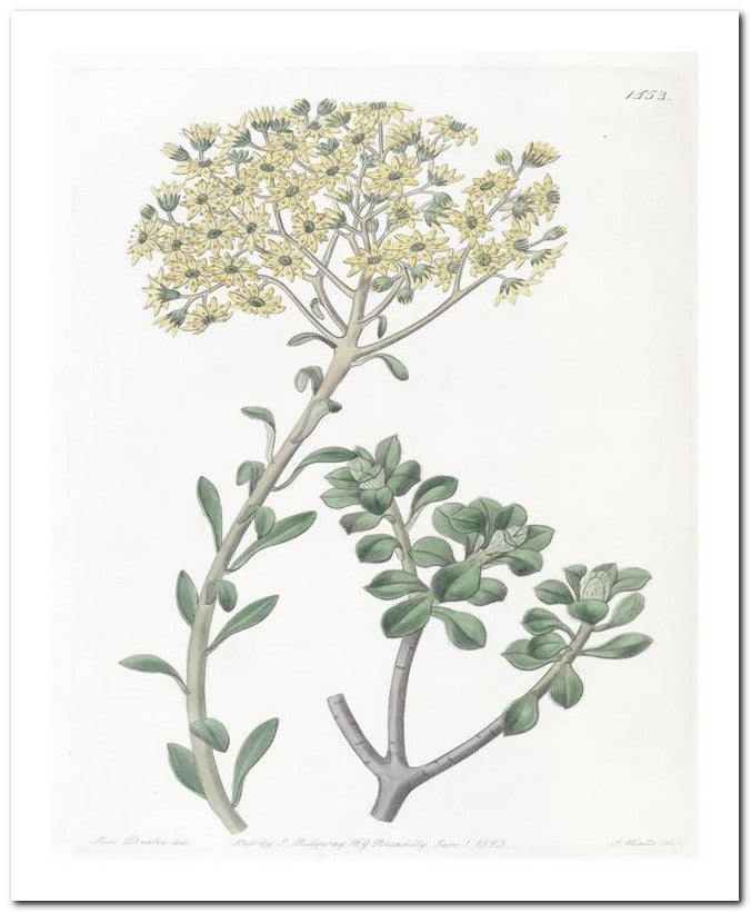 Edward's Botanical Register 8x10 Botanical Art Print 03062500633