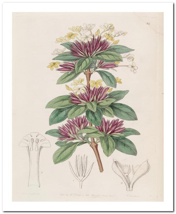 Edward's Botanical Register 8x10 Botanical Art Print 03062500638