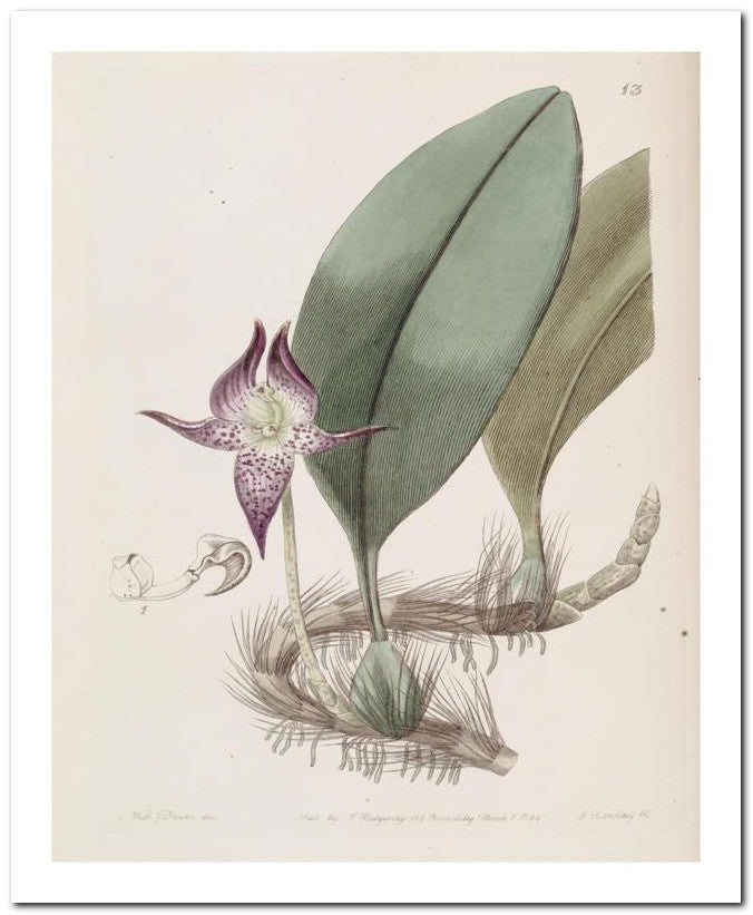 Edward's Botanical Register 8x10 Botanical Art Print 03062500639