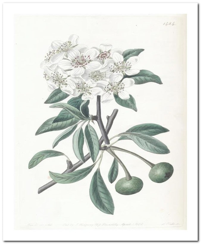 Edward's Botanical Register 8x10 Botanical Art Print 03062500646