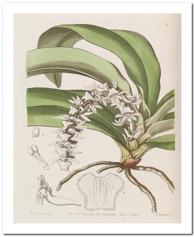 Edward's Botanical Register 8x10 Botanical Art Print 03062500653