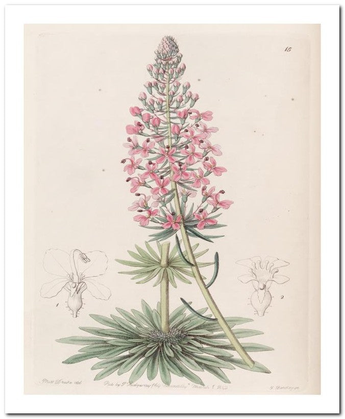 Edward's Botanical Register 8x10 Botanical Art Print 03062500654