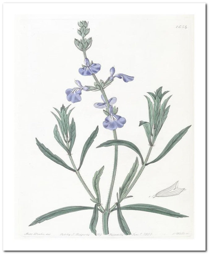 Edward's Botanical Register 8x10 Botanical Art Print 03062500661