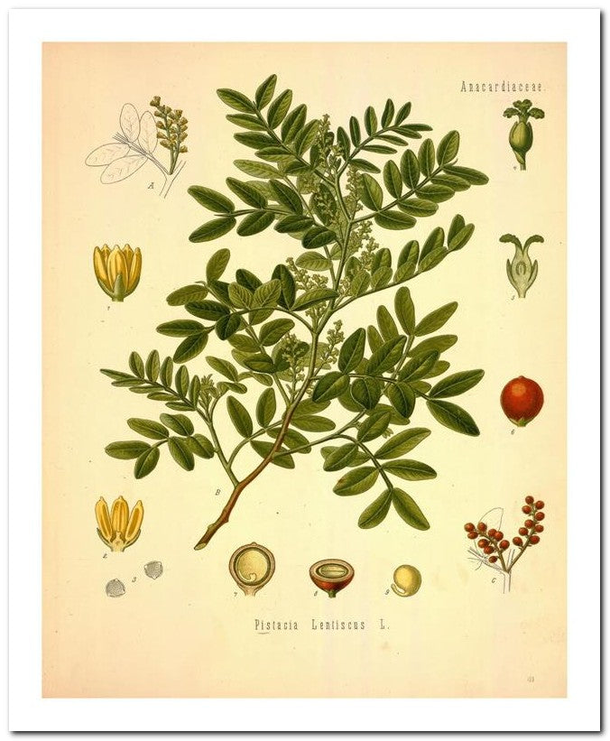 Edward's Botanical Register 8x10 Botanical Art Print 03062500662