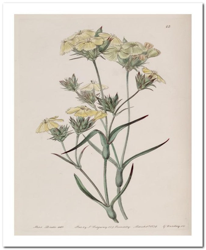 Edward's Botanical Register 8x10 Botanical Art Print 03062500672