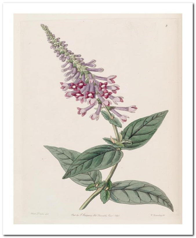 Edward's Botanical Register 8x10 Botanical Art Print 03062500682