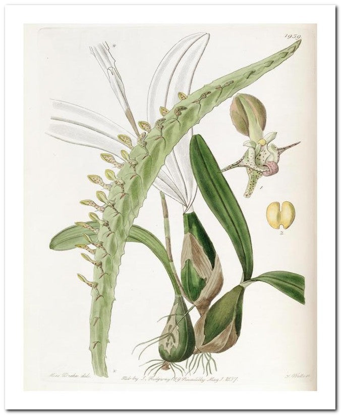 Edward's Botanical Register 8x10 Botanical Art Print 03062500690