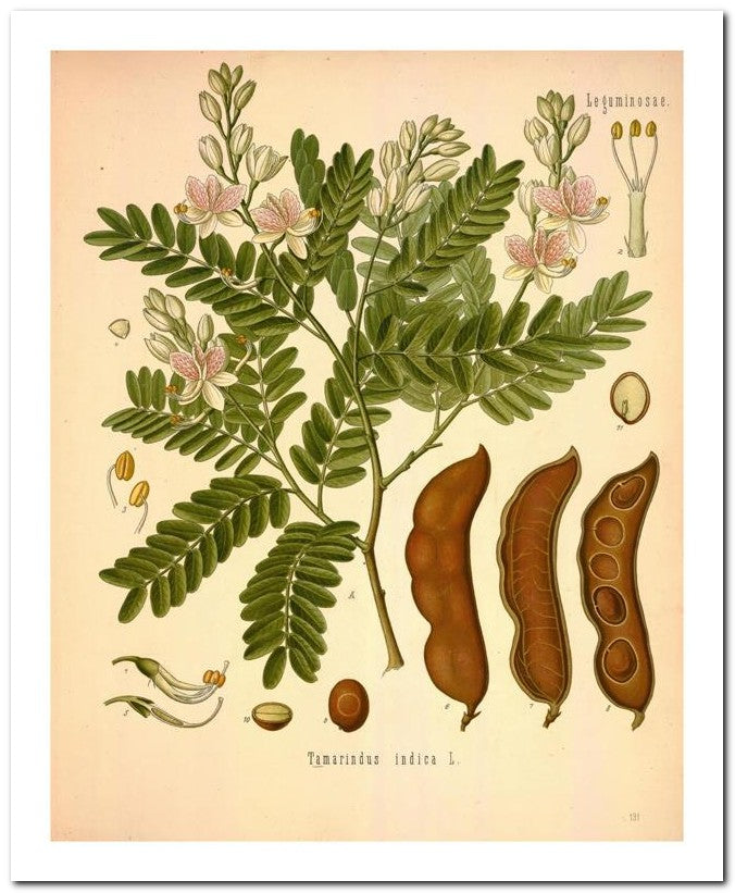 Edward's Botanical Register 8x10 Botanical Art Print 03062500693