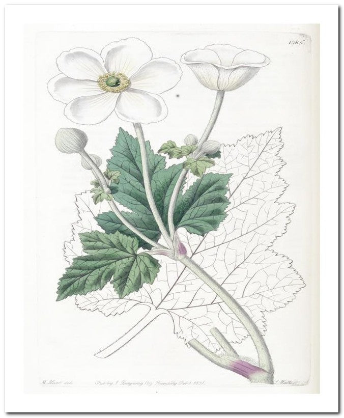 Edward's Botanical Register 8x10 Botanical Art Print 03062500706