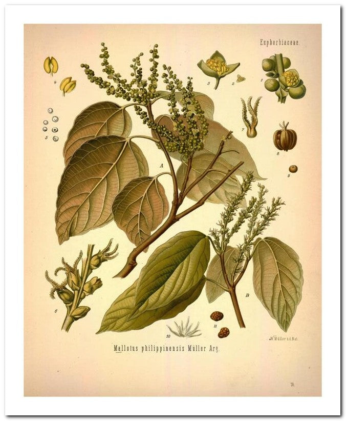 Kohler Medizinal Pflanzen 8x10 Botanical Art Print 03062500708