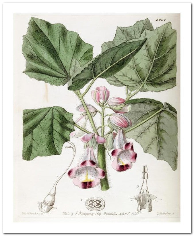 Edward's Botanical Register 8x10 Botanical Art Print 03062500718