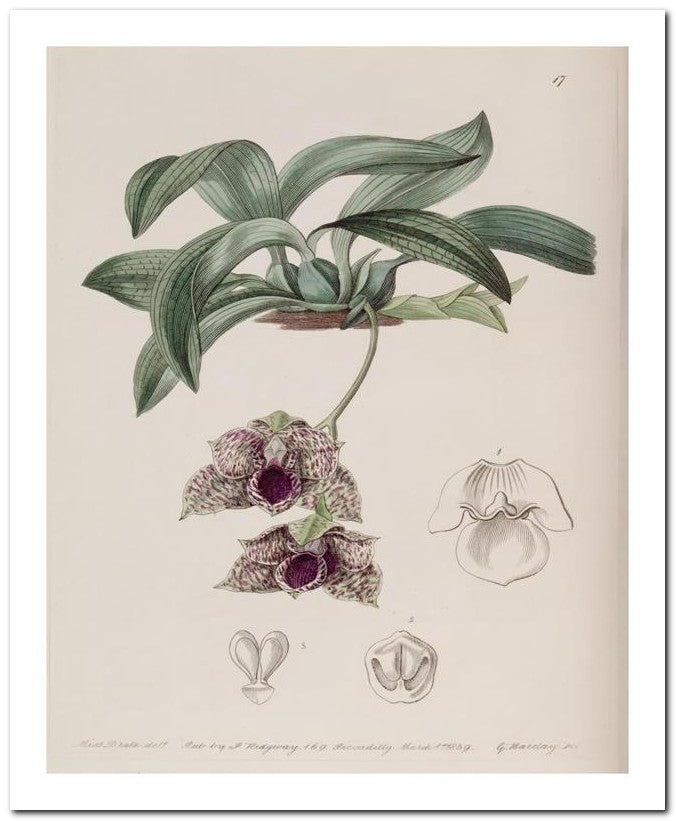 Edward's Botanical Register 8x10 Botanical Art Print 03062500730