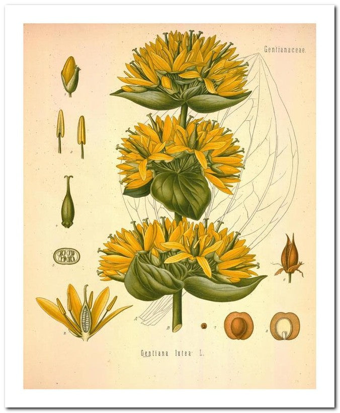 Edward's Botanical Register 8x10 Botanical Art Print 03062500734