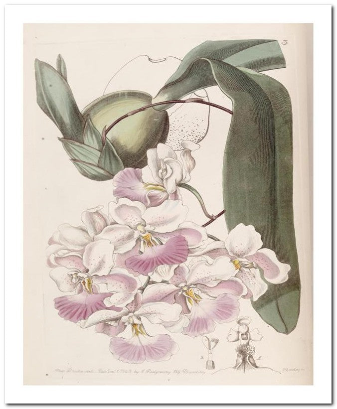 Edward's Botanical Register 8x10 Botanical Art Print 03062500740